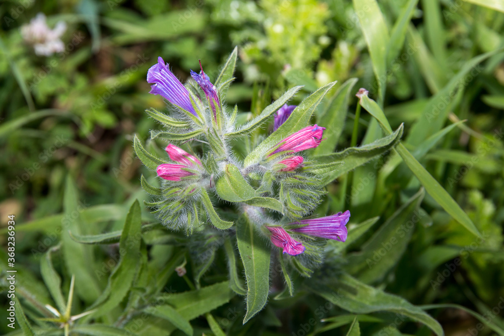 Judean Viper's-bugloss (Echium judaeum). Wildflower on a natural background blooms in the Valley of Elah in spring. Israel. Macro. Judean Viper's-bugloss (Echium judaeum). Wildflower on a natural background blooms in the Valley of Elah in spring. Israel. Macro.