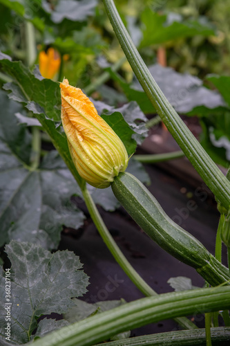 Gardening and agriculture concept. A young vegetable marrow with a flower grows in the garden