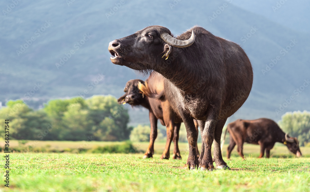 Black water buffalo grazing at the meadow