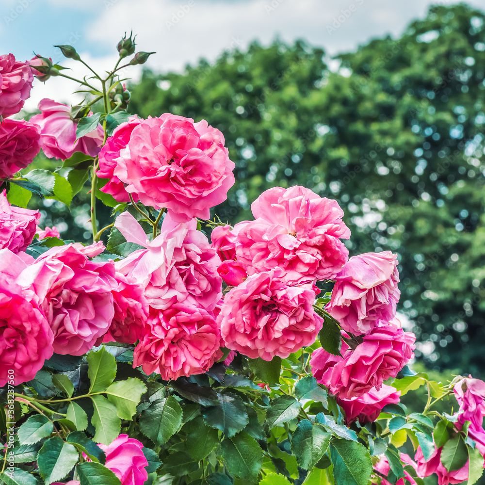 Tea rose of light purple color, floribunda variety, large, double, spherical flowers, in the botanical garden of Kiev, Ukraine.