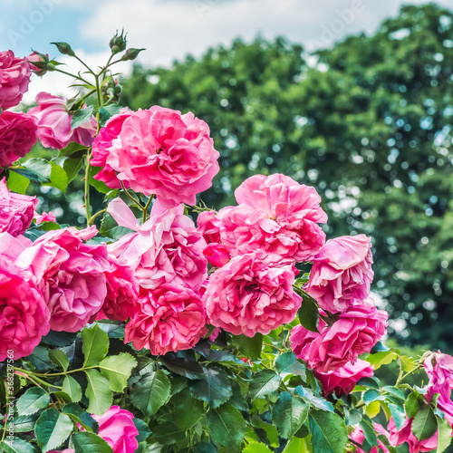 Tea rose of light purple color  floribunda variety  large  double  spherical flowers  in the botanical garden of Kiev  Ukraine.