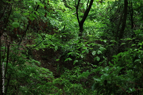 nature in Hinohara village   japan tokyo