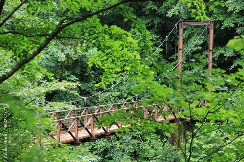 nature in Hinohara village  ,japan,tokyo photo