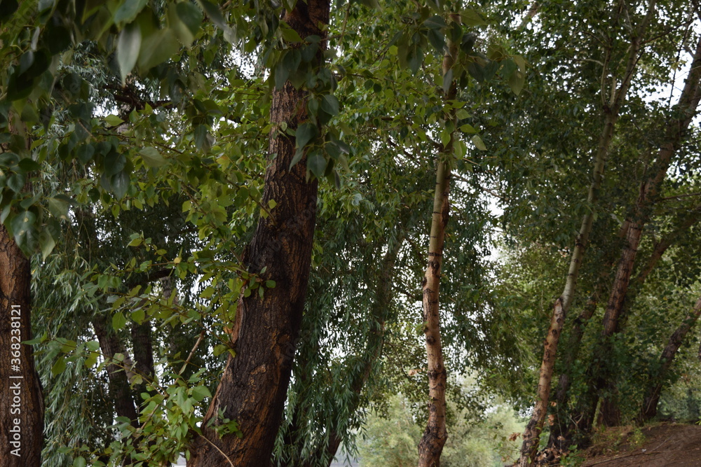 Fototapeta premium Trees, fields, grass, river collection