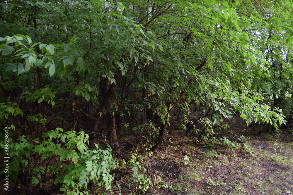 Fototapeta premium Trees, fields, grass, river collection