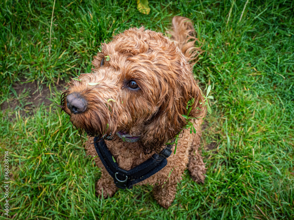 Fototapeta premium Cockapoo sitting attentively waiting on its owner