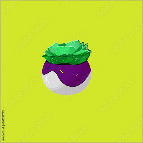 vector illustration of a succulent