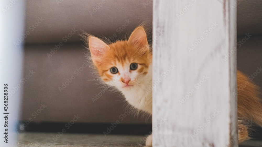 A small white, orange cat hidden at home