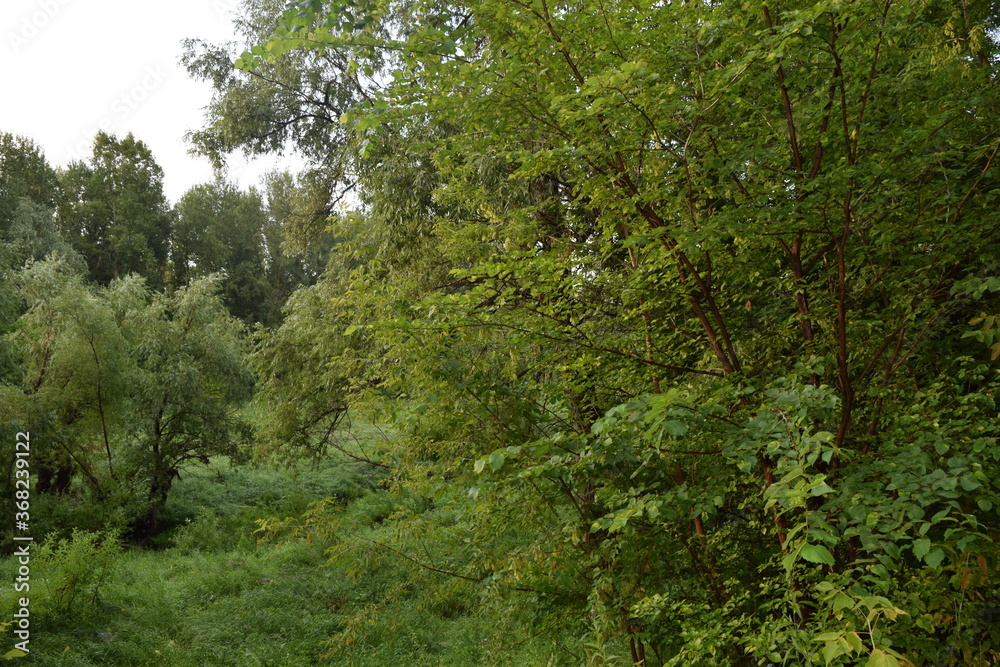 Trees, fields, grass, river collection