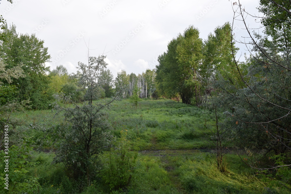 Trees, fields, grass, river collection Trees, fields, grass, river collection