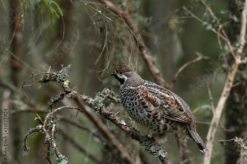 A male Hazel grouse (Tetrastes bonasia) with a raised crest feathers in a green, lush and old boreal forest during spring breeding season in Estonia, Northern Europe. 