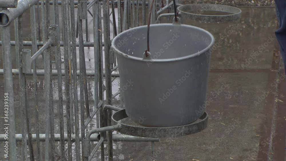 Calves. Cattle breeding. Stable. Cows. Feeding milk to a calf. Calves. Cattle breeding. Stable. Cows. Feeding milk to a calf.