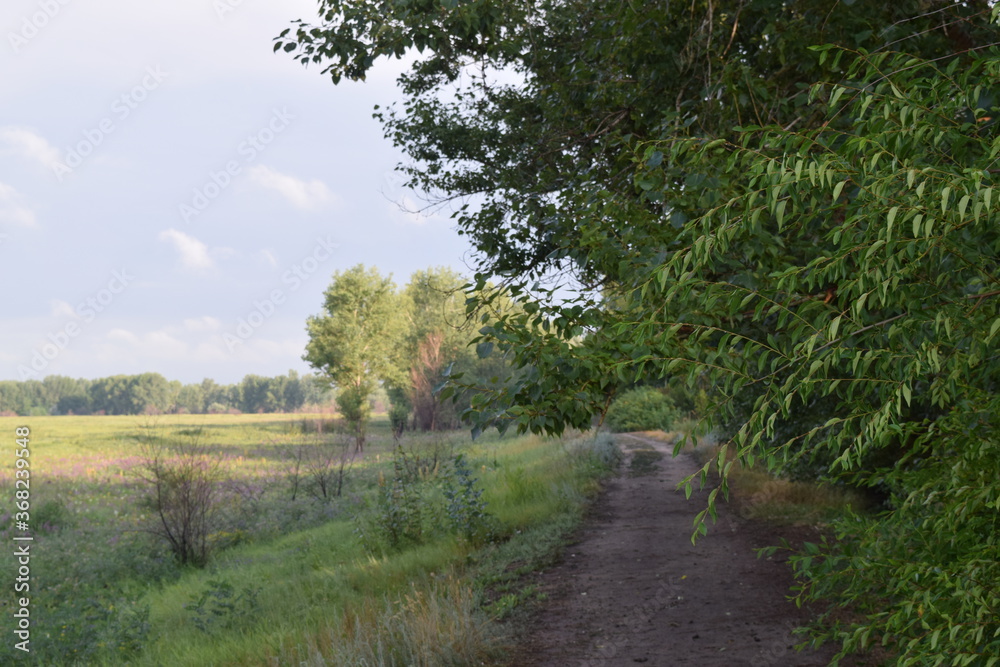 Fototapeta premium Trees, fields, grass, river collection