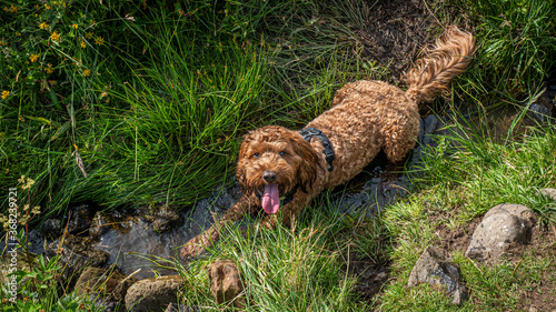 Cockapoo cooling off in a small Stream during hot weather photo