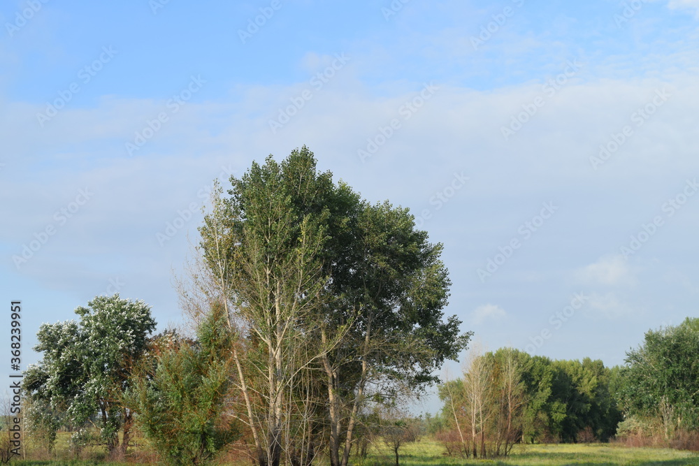 Obraz premium Trees, fields, grass, river collection