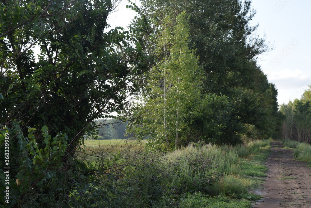 Fototapeta premium Trees, fields, grass, river collection