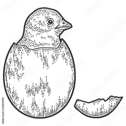 Chicken hatched from egg. Sketch scratch board imitation.