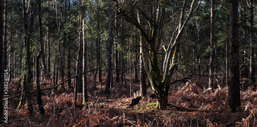 trees in the forest,Heath Warren Wood Hampshire, colourful woodland scenes