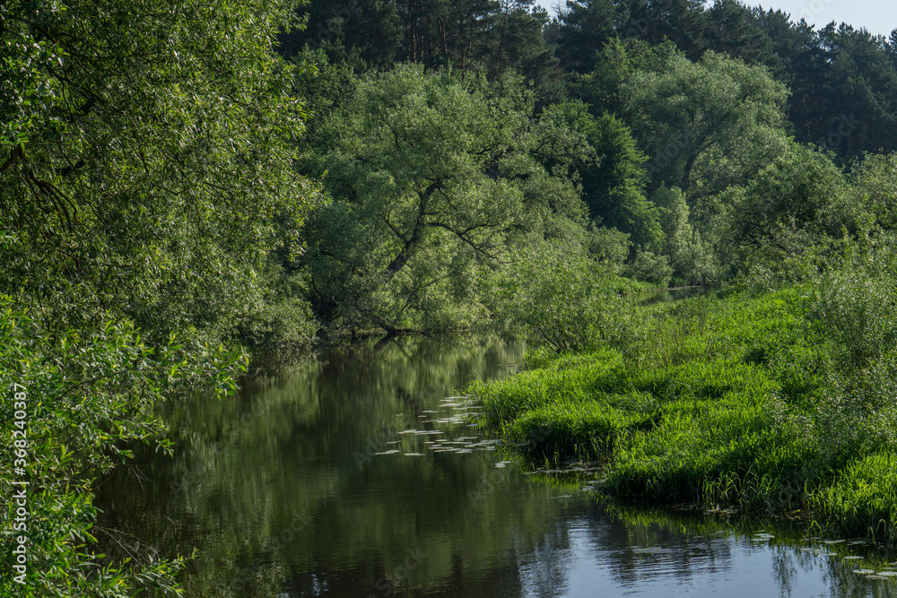 Landscape with a forest river and dense trees. Landscape with a forest river and dense trees.