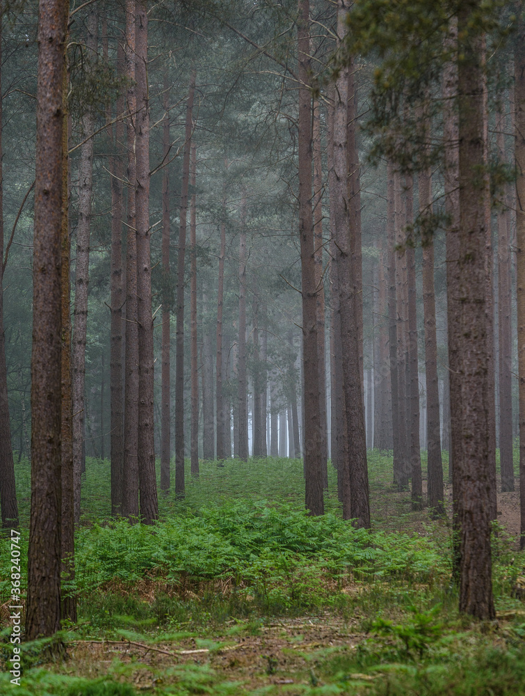 Obraz premium forest in the morning, Heath Warren Wood Hampshire, colourful woodland scenes