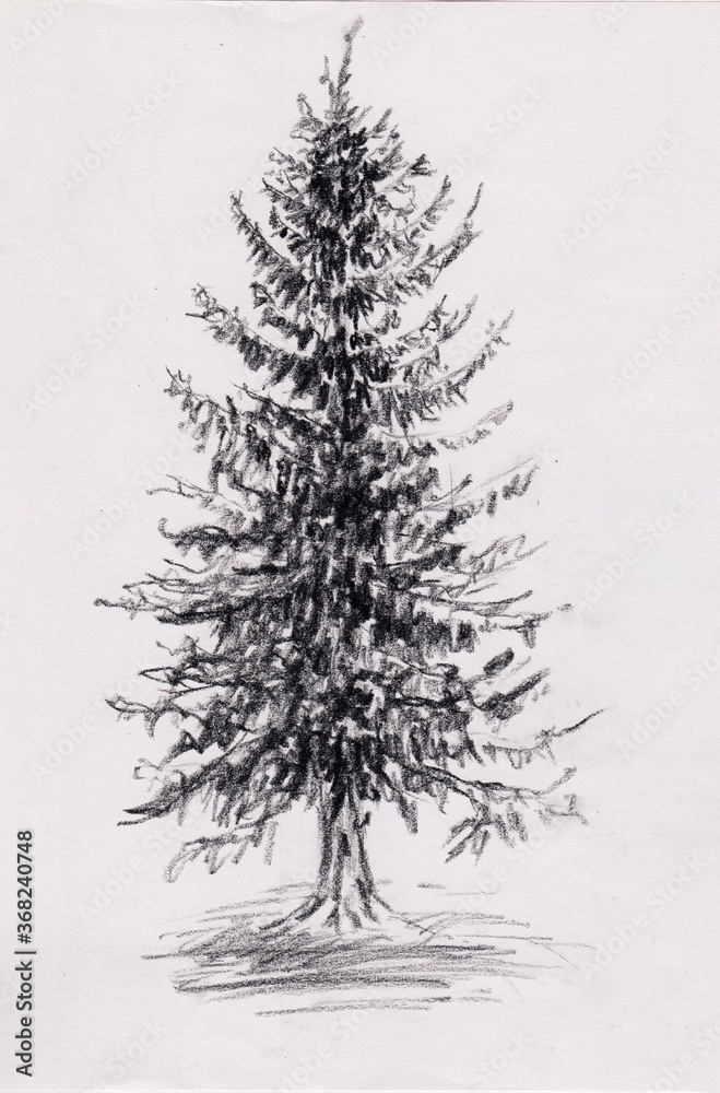 Christmas Tree Doodle Pine Tree Sketch Tree Drawing Holiday Decoration Star  Ornament Retro Xmas Stock Illustration - Download Image Now - iStock