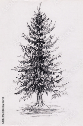 Charcoal drawing with pine tree. Abstract nature artwork on paper. Fir tree pencil sketch in vintage style. Monochrome mysterious spruce drawing for vertical poster, decoration, wall painting.