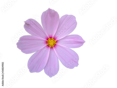 cosmos flower isolated on white
