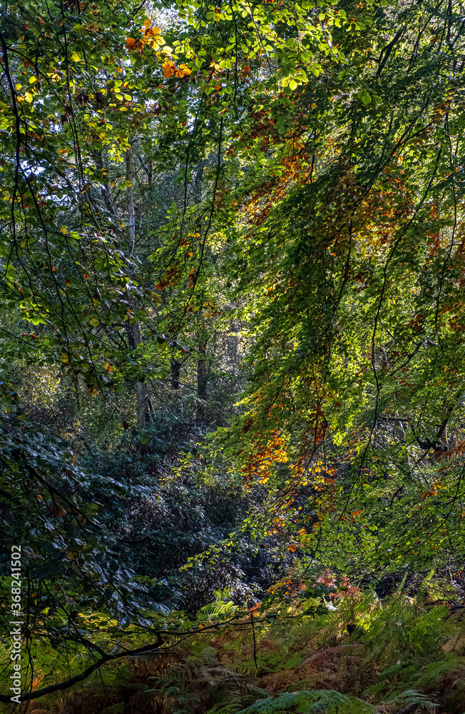 Heath Warren Wood Hampshire, colourful woodland scenes Heath Warren Wood Hampshire, colourful woodland scenes