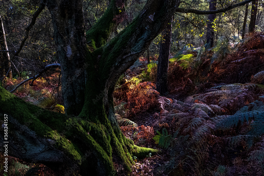 Obraz premium Heath Warren Wood Hampshire, colourful woodland scenes