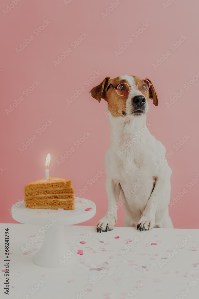 Barking Bakery Pawty Birthday Cake With Candle & Icing – Pets R Us