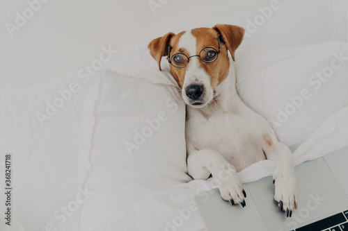 Relaxed clever jack russel terrier dog wears transparent glasses, works with laptop computer, stays in bedroom, uses wireless internet at home, has intelligent look. Domestic animals concept