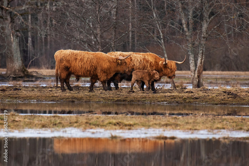 Highland cattle (Bos taurus) on a flooded meadow during the so called fifth season in Soomaa National Park, Estonia, Northern Europe.  photo