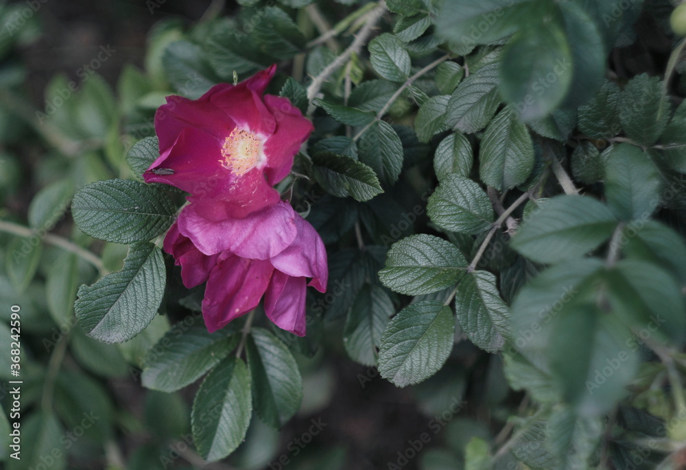 red rose flower in the garden red rose flower in the garden