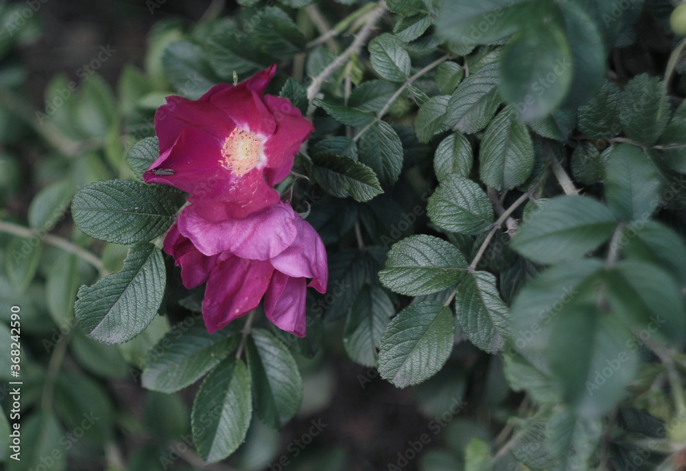 red rose flower in the garden