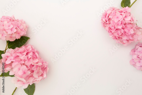 Fototapeta Naklejka Na Ścianę i Meble -  Pink hydrangea flower flat lay frame, copy space, white background