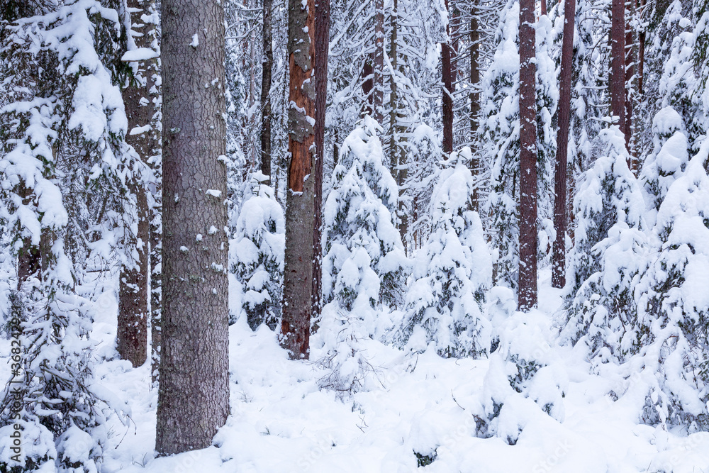 Snowy and cold wintery Estonian wild coniferous forest in Northern Europe. Snowy and cold wintery Estonian wild coniferous forest in Northern Europe.