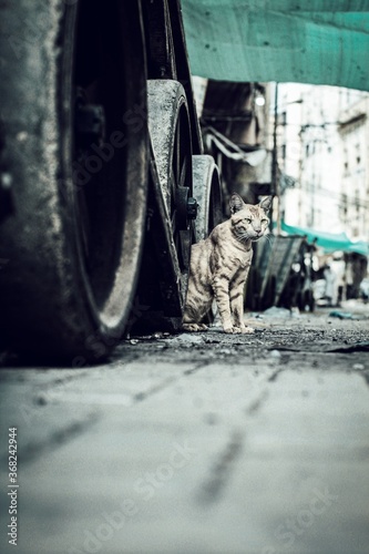 Cat is standing on the road