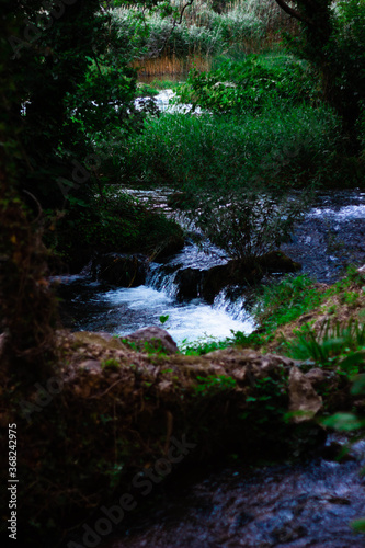 stream in the forest