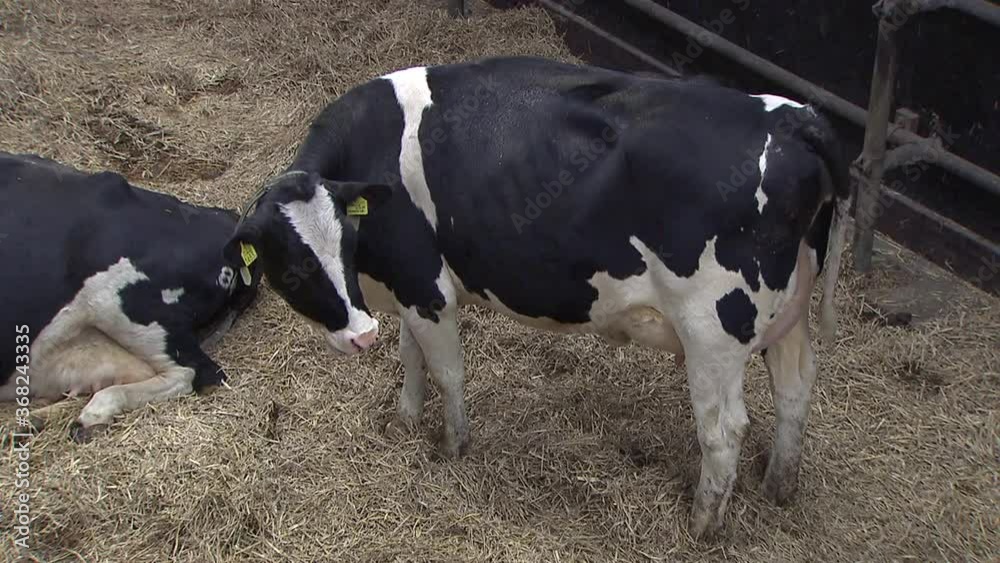 Maternity ward. Cows in modern Dutch stable Pregnant cow on straw