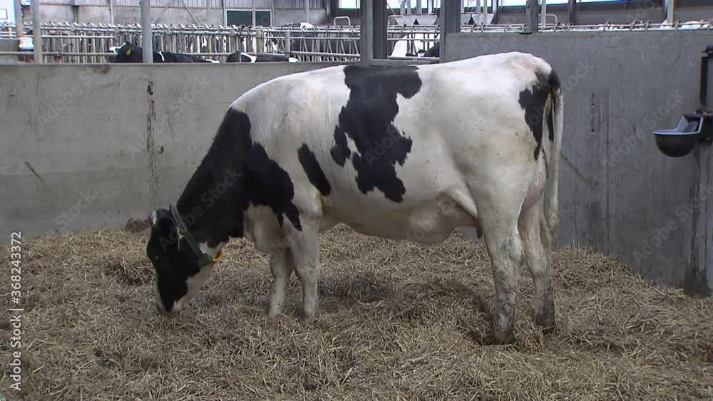 Maternity ward. Cows in modern Dutch stable Pregnant cow on straw