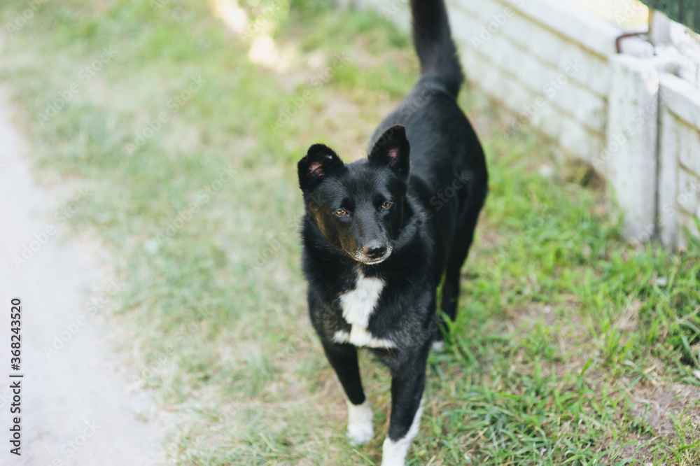 Beautiful black and white purebred dog, mongrel walks on the grass, nature. Beautiful black and white purebred dog, mongrel walks on the grass, nature.
