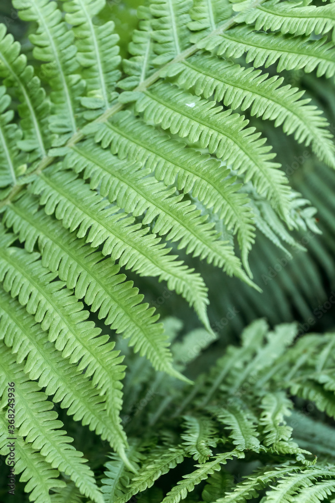 Fern flower in sun in village and forest. Vertical photo. Macro. Fern flower in sun in village and forest. Vertical photo. Macro.