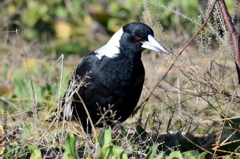 Obraz premium A magpie looks for insects in the grass near Bathurst, Australia