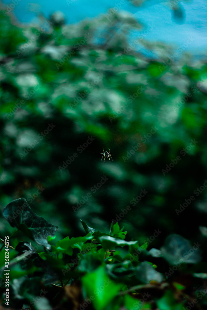 spider in the forest spider in the forest