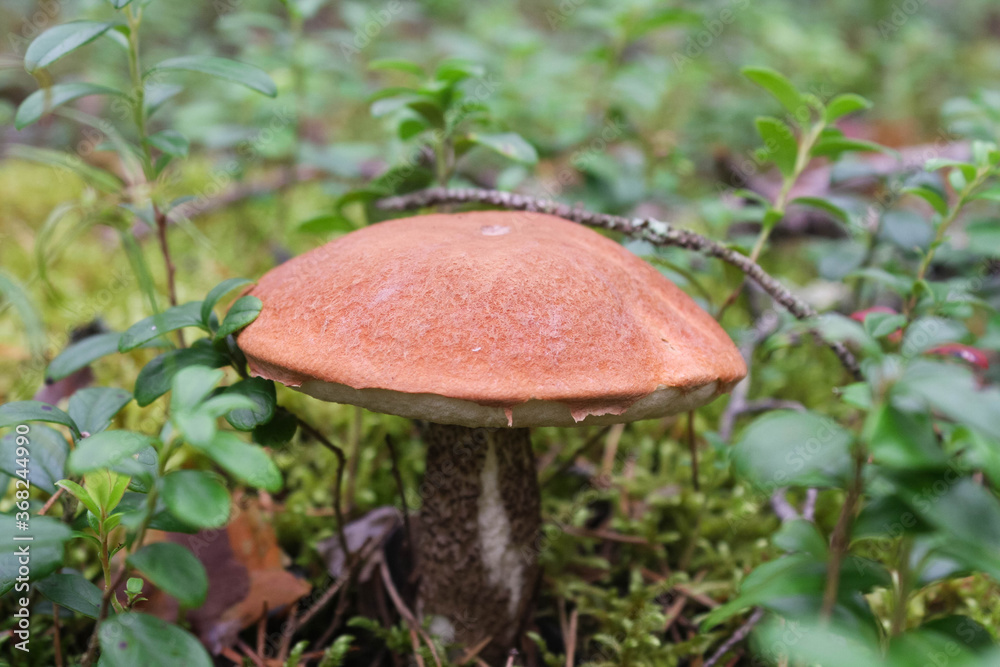Orange-cup boletus in the autumn forest. Green background behind the mushroom Orange-cup boletus in the autumn forest. Green background behind the mushroom