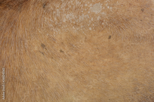The dried cow skin, real texture background