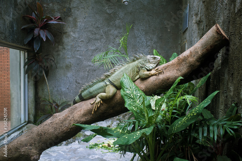 Iguana at the Saigon Zoo  Vietnam