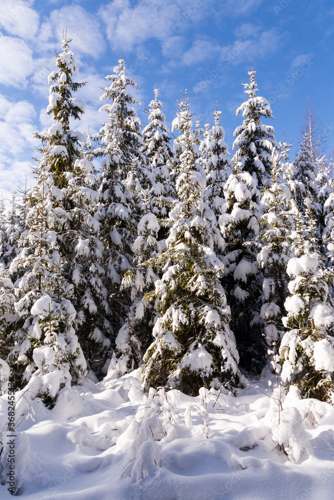 Snow covered spruce trees in a winter wonderland during a beautiful morning in a coniferous boreal forest of Estonia, Northern Europe. Snow covered spruce trees in a winter wonderland during a beautiful morning in a coniferous boreal forest of Estonia, Northern Europe.