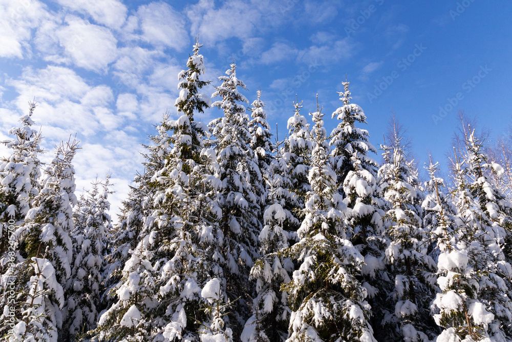 Snow covered spruce trees in a winter wonderland during a beautiful morning in a coniferous boreal forest of Estonia, Northern Europe. Snow covered spruce trees in a winter wonderland during a beautiful morning in a coniferous boreal forest of Estonia, Northern Europe.