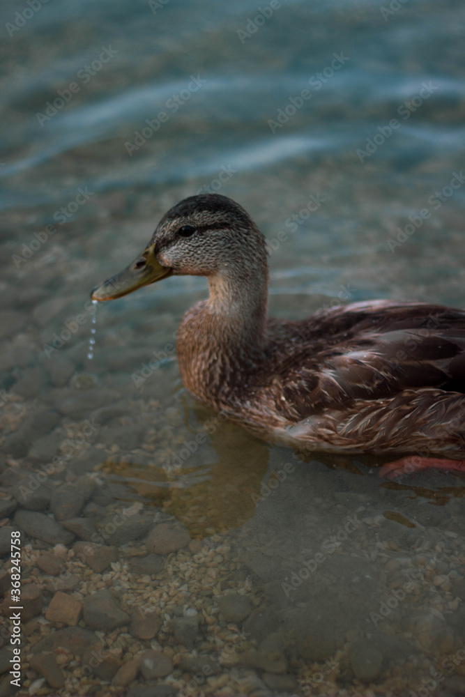duck in water duck in water